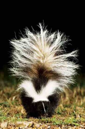 Wild Skunks and Raccoons are Thriving Coast to Coast